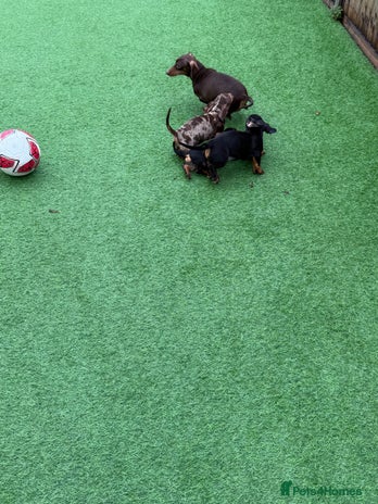 Miniature Dachshund dogs Beautiful dachshund puppies - Advert 1