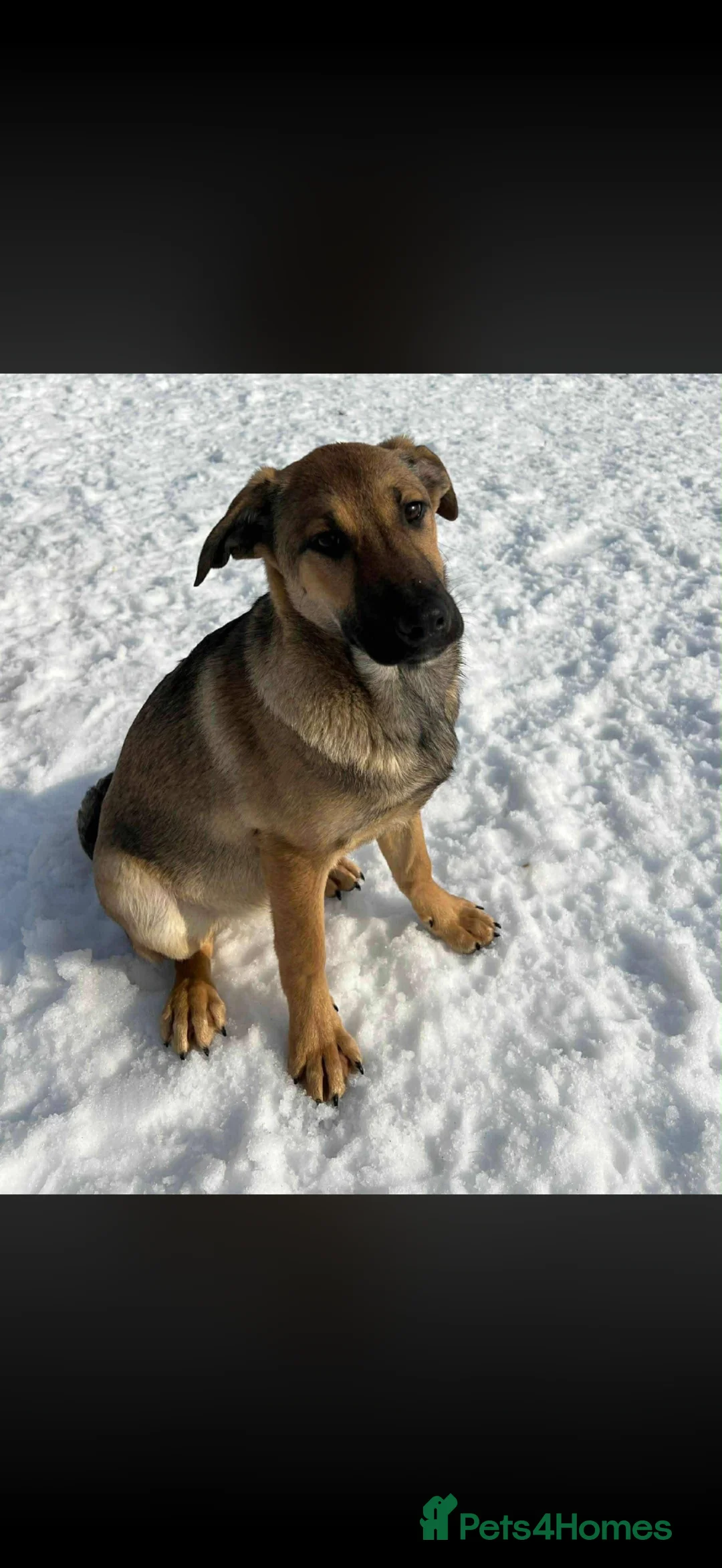 Mixed Breed dogs for adoption: 🍀 YOUR LUCKY FOUR-LEGGED CLOVER IS WAITING 🍀 - Advert 2