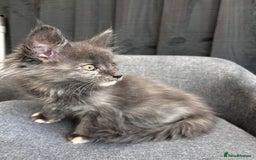 Maine Coon cats for sale: Maine coon girls - Image 11