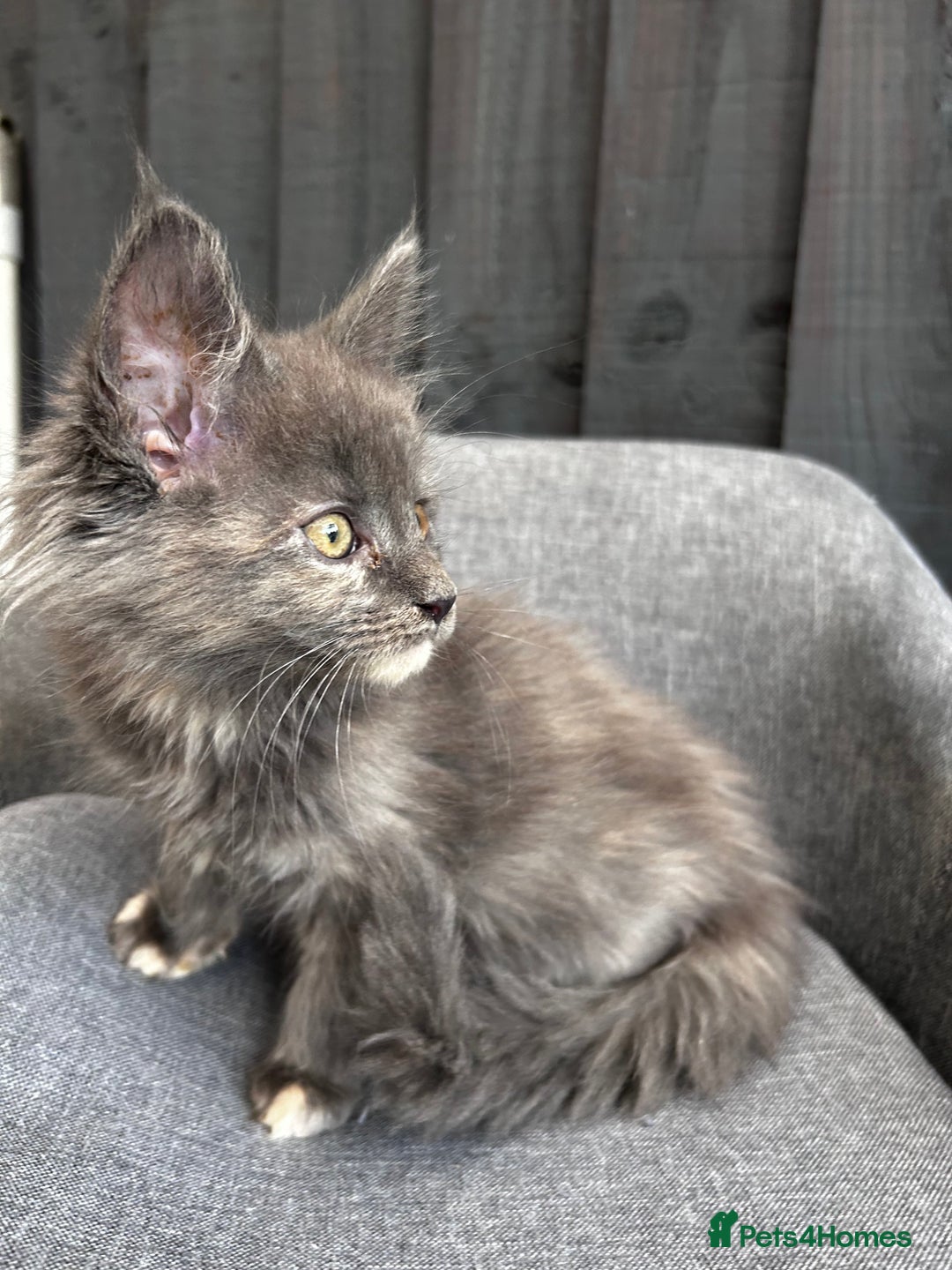 Maine Coon cats for sale: Maine coon girls - Image 11