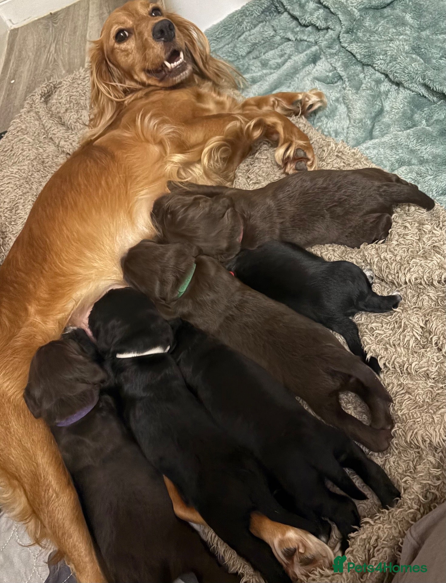 Cocker Spaniel dogs Cocker Spaniel Puppies - Advert 1