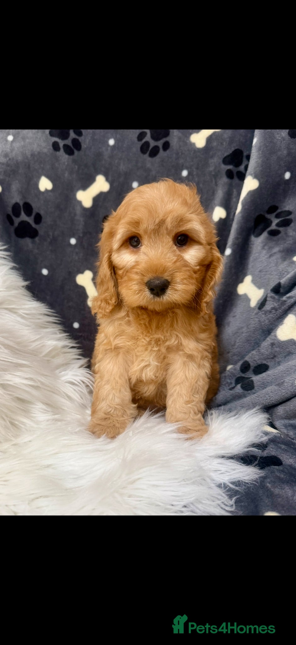 Cockapoo dogs Cockapoo pups ready now - Advert 2