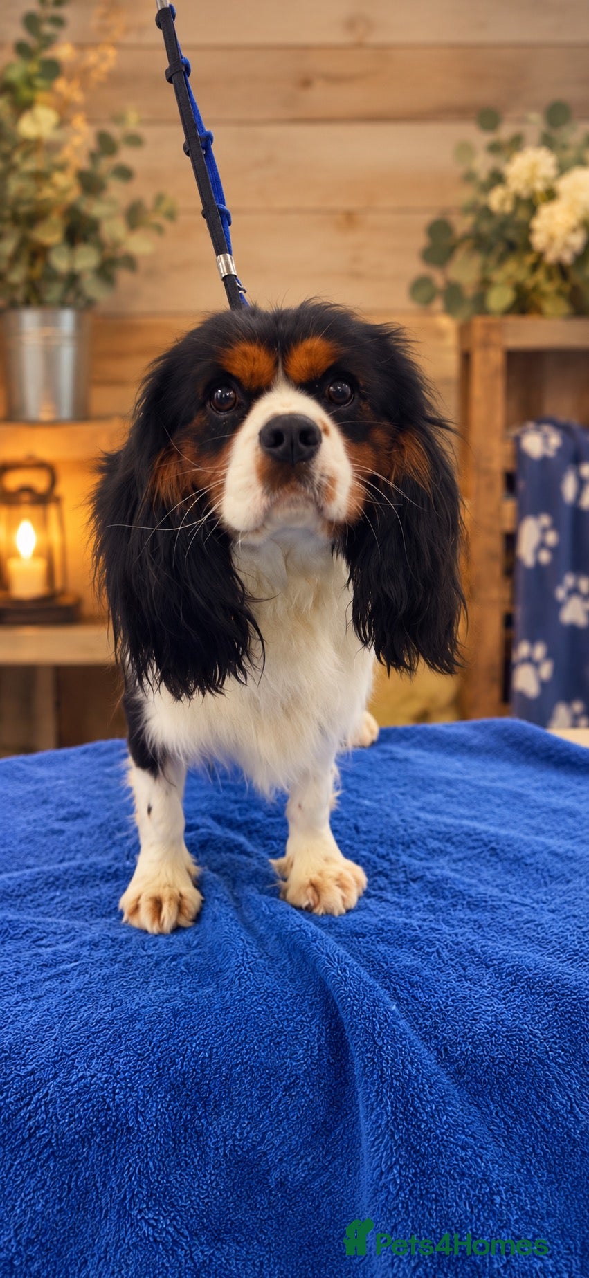 Cavalier King Charles Spaniel dogs Beautiful KC Reg and Health tested Cavalier Pups - Advert 2