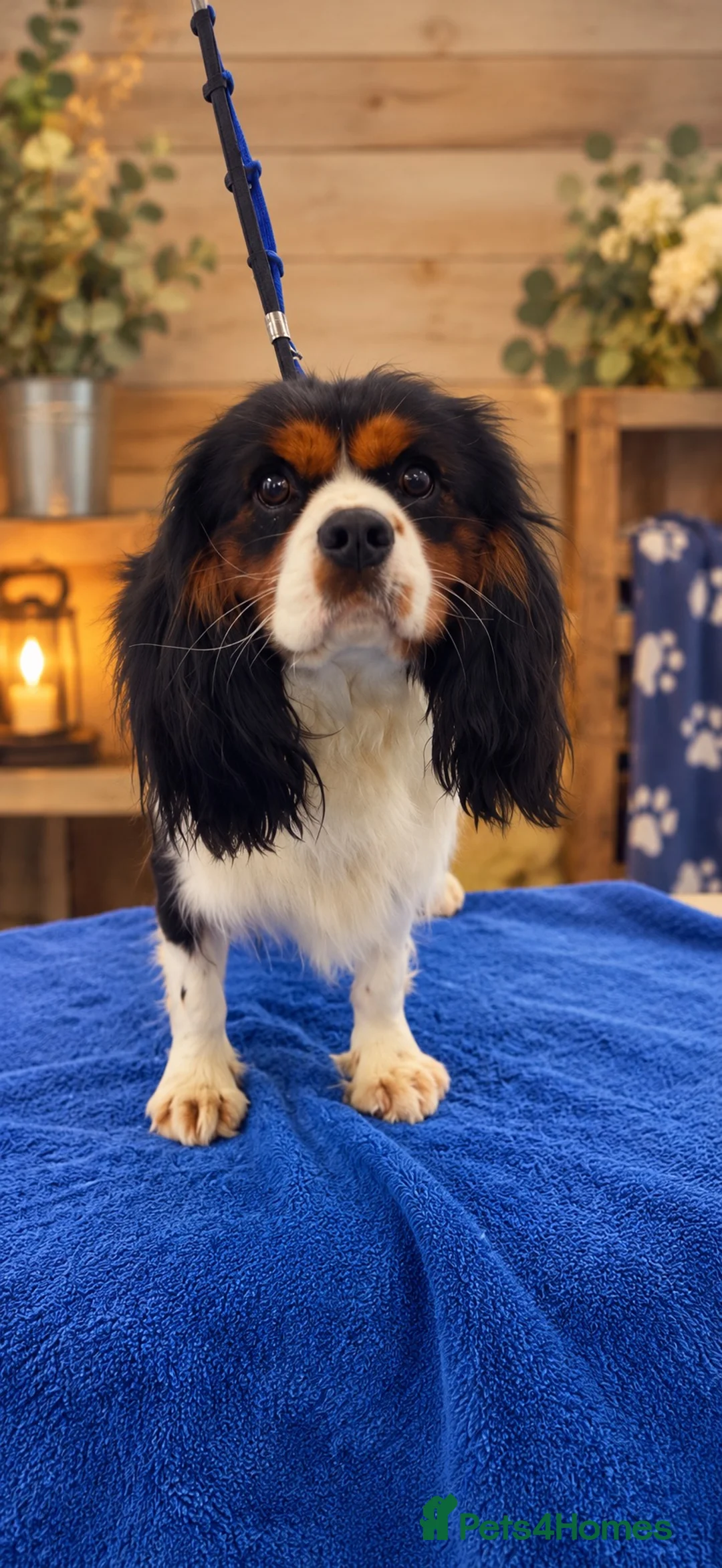 Cavalier King Charles Spaniel dogs for sale: Beautiful KC Reg and Health tested Cavalier Pups - Advert 2