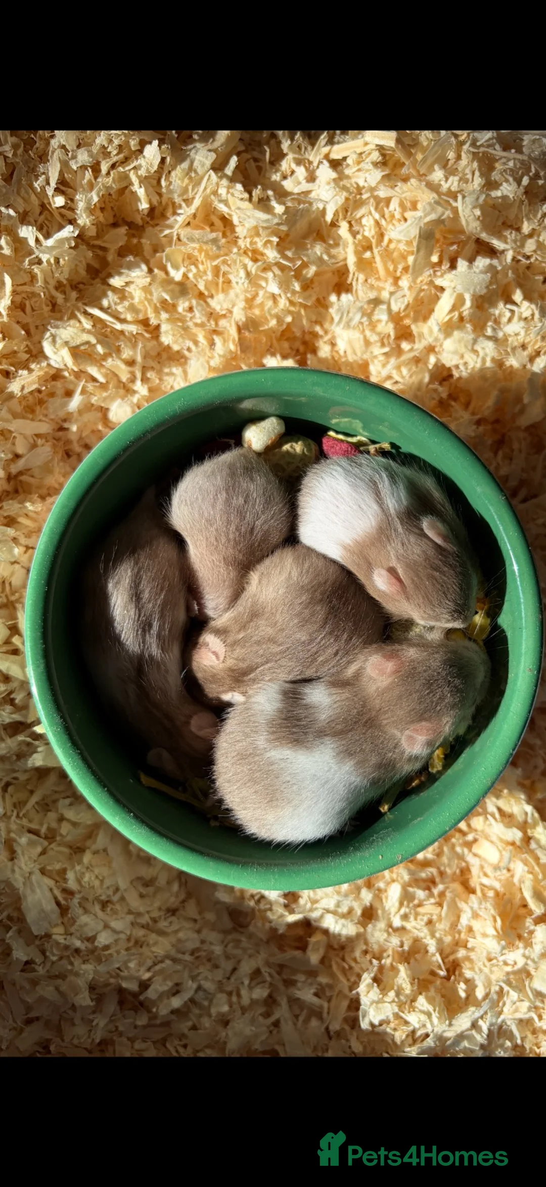 Hamster rodents for sale: Baby Syrian hamsters - Advert 1