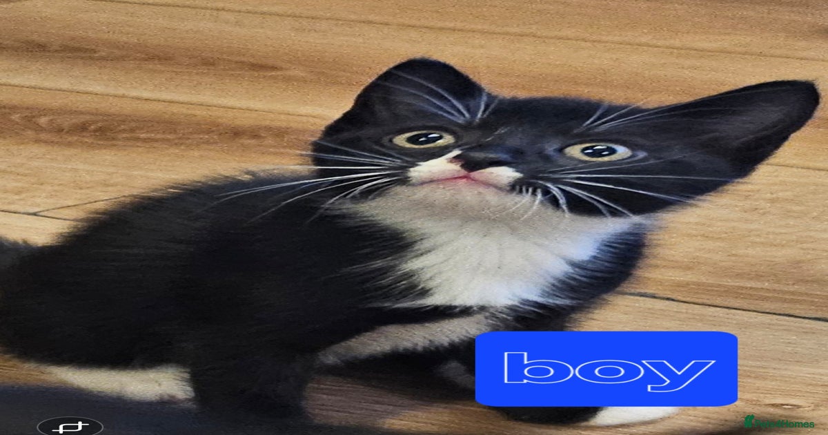 4 sweet little kittens Ready for a New Home for sale in Bognor Regis