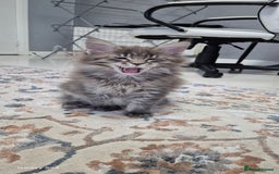 Maine Coon cats for sale: Maine Coon kittens Glasgow  - Image 25