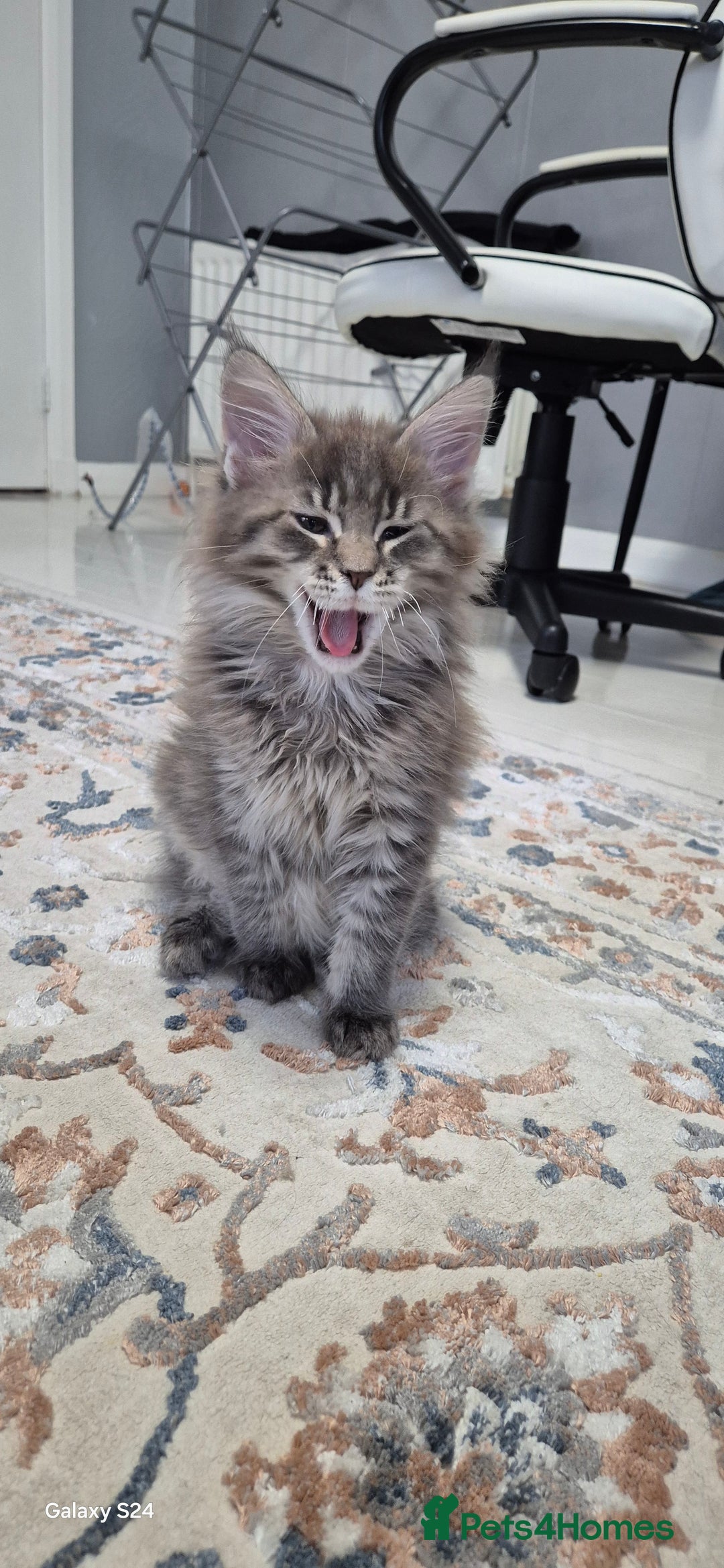Maine Coon cats for sale: Maine Coon kittens Glasgow  - Image 25