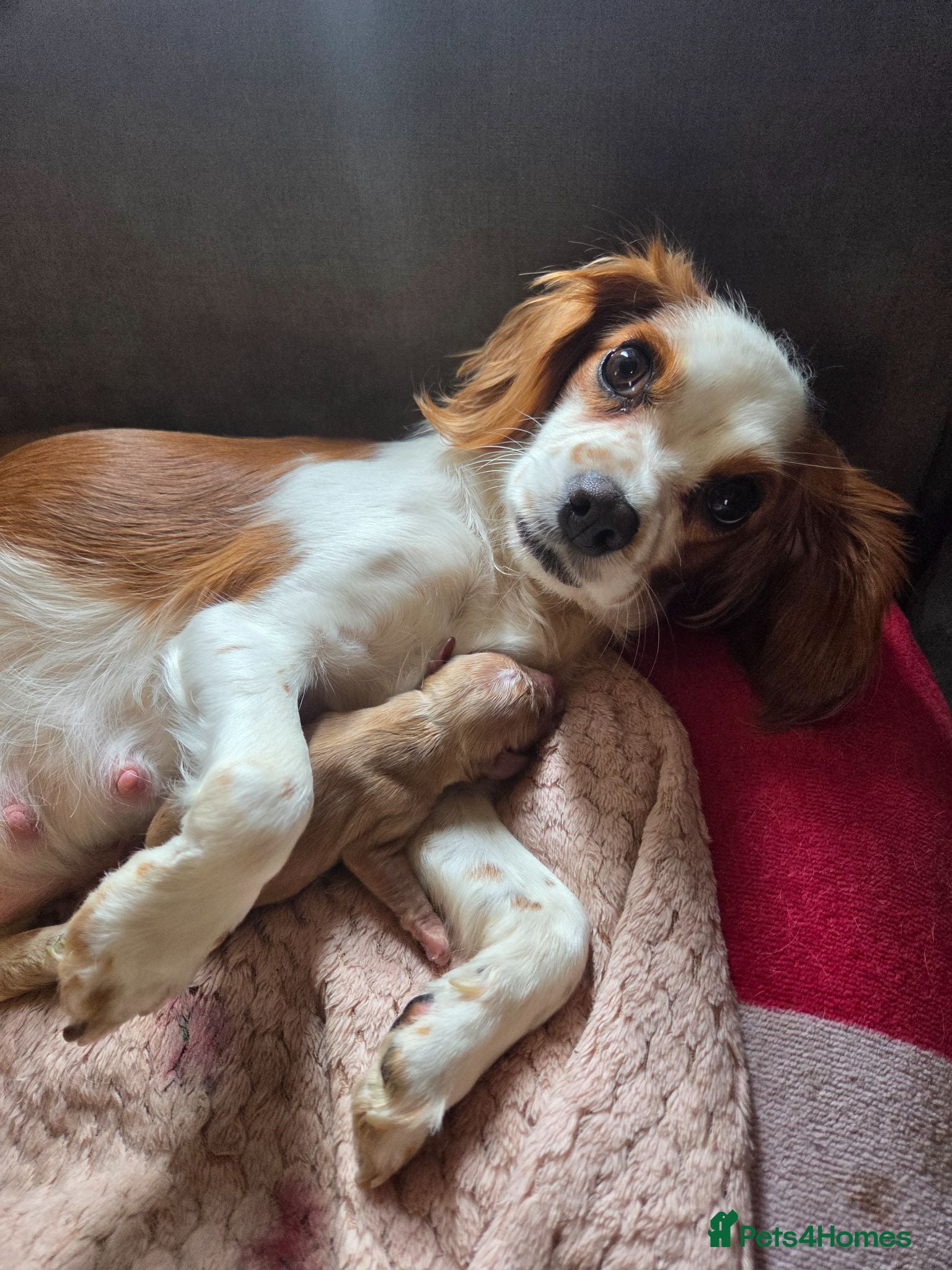 Mixed Breed dogs 4 beautiful pups ready to find forever homes - Advert 4