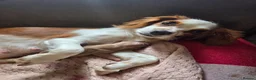 Mixed Breed dogs for sale: 4 beautiful pups ready to find forever homes in Stoke-on-Trent - Advert 1