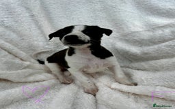 Whippet dogs for sale: KC whippet puppies  - Image 2