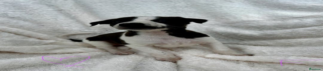 Whippet Puppy 5