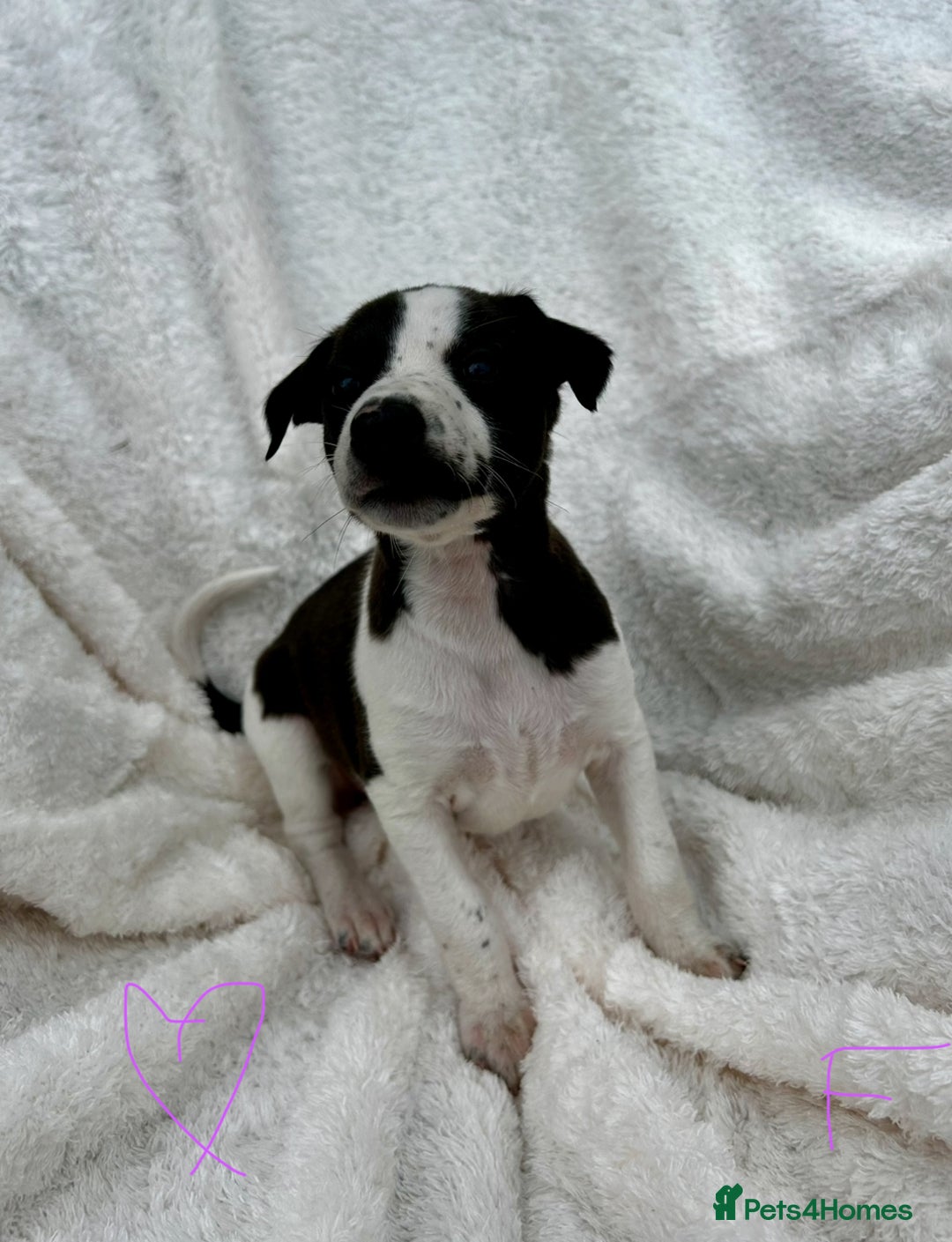 Whippet dogs for sale: KC whippet puppies  - Image 2