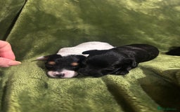 Chinese Crested dogs for sale: Powderpuff Chinese crested  - Image 3