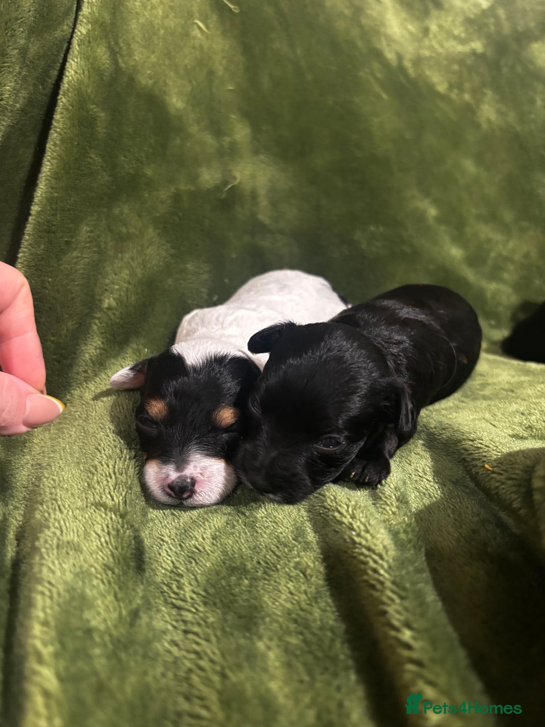 Chinese Crested dogs for sale: Powderpuff Chinese crested  - Image 3