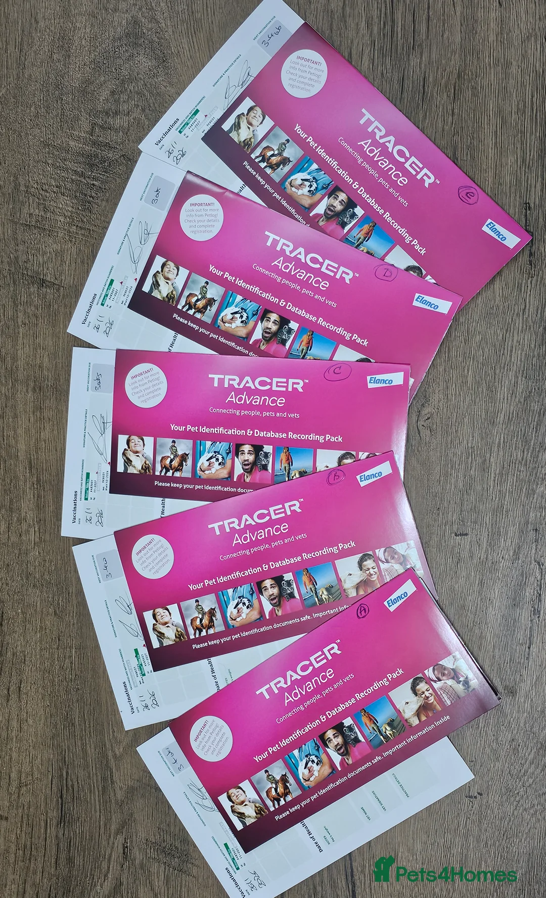 Sphynx cats for sale: Sphynx Elf kittens - Advert 25