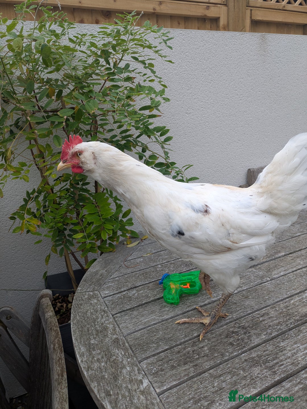 Chickens poultry for sale: 3 x Cockerels  - Image 3