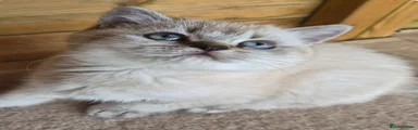 British Shorthair 1