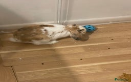 Mini Lop rabbits for sale: Mini lop rabbit - Image 1