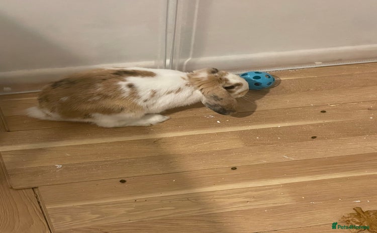 Mini Lop rabbits - Advert 5