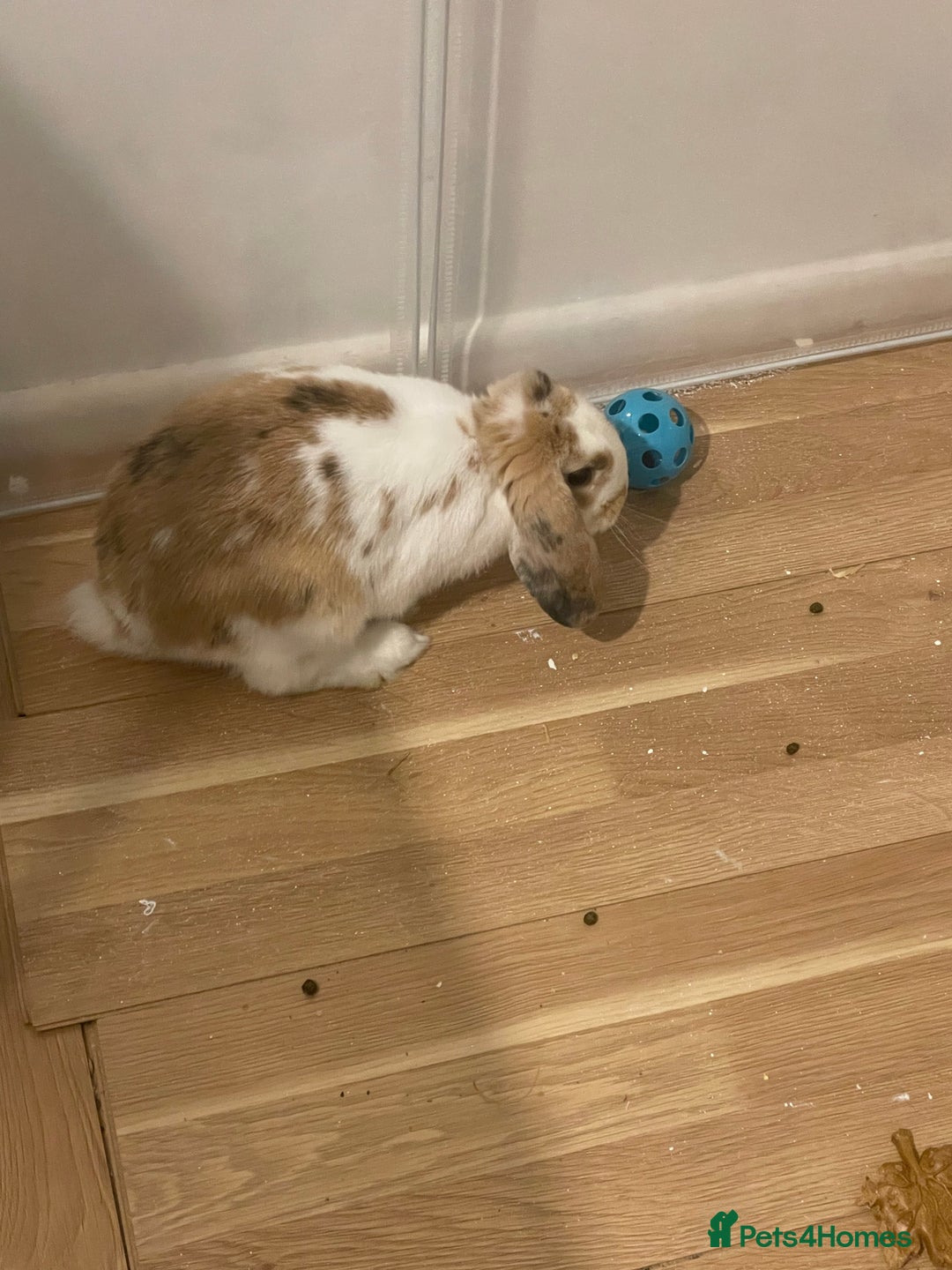 Mini Lop rabbits for sale: Mini lop rabbit - Image 1