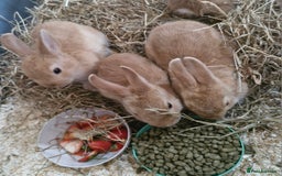 Netherland Dwarf rabbits for sale: Baby bunnies-ONE LEFT AVAILABLE - Image 1