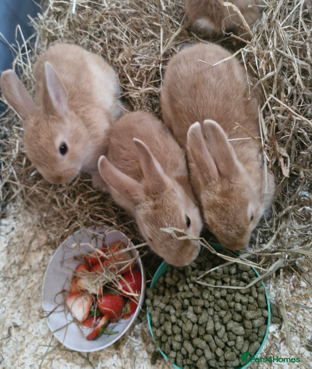 Netherland Dwarf rabbits for sale: Baby bunnies-ONE LEFT AVAILABLE - Image 1