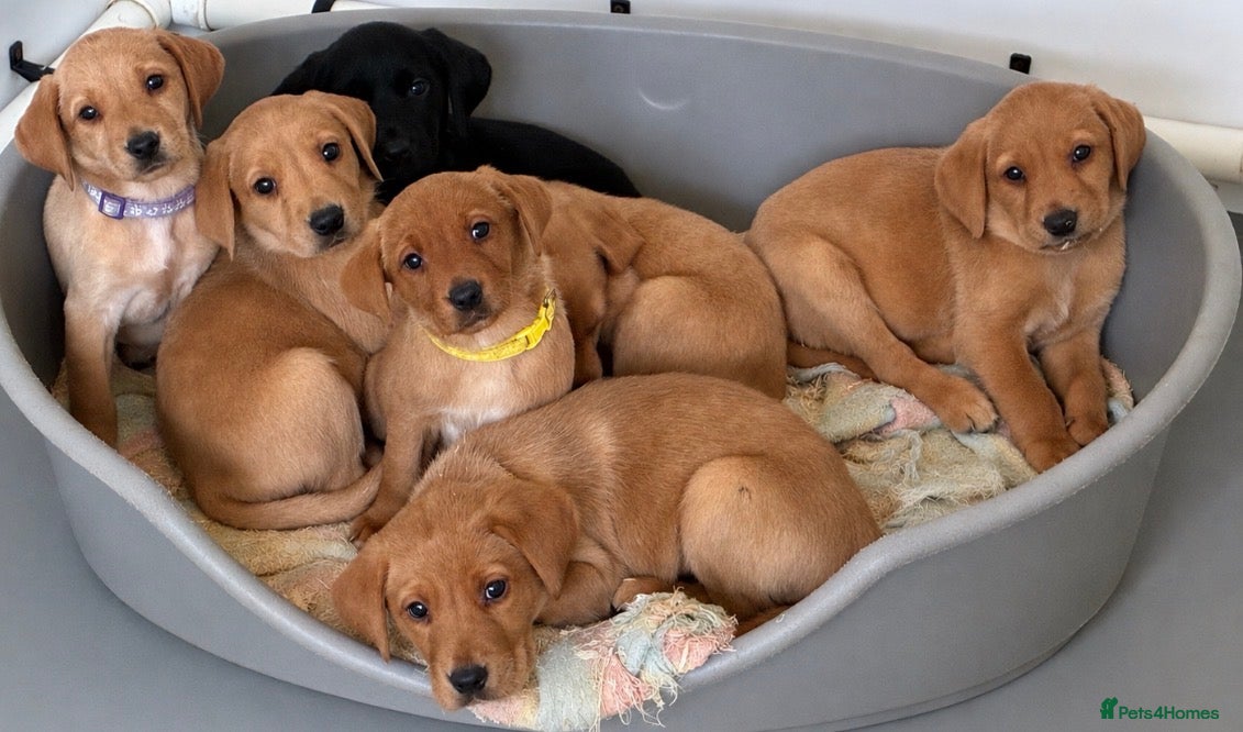 Labrador Retriever dogs 7 kc chunky Labrador pups  - Advert 16