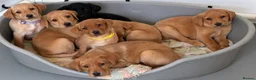 Labrador Retriever dogs for sale: 2 kc chunky Labrador pups ready now  - Advert 1
