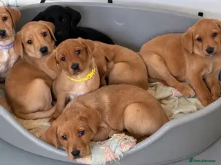 Labrador Retriever dogs 3 kc chunky Labrador pups ready now - Advert 2