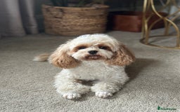 Shihpoo dogs for sale: F1b Shihpoo Puppies - 2 boys, 3 girls  - Advert 17