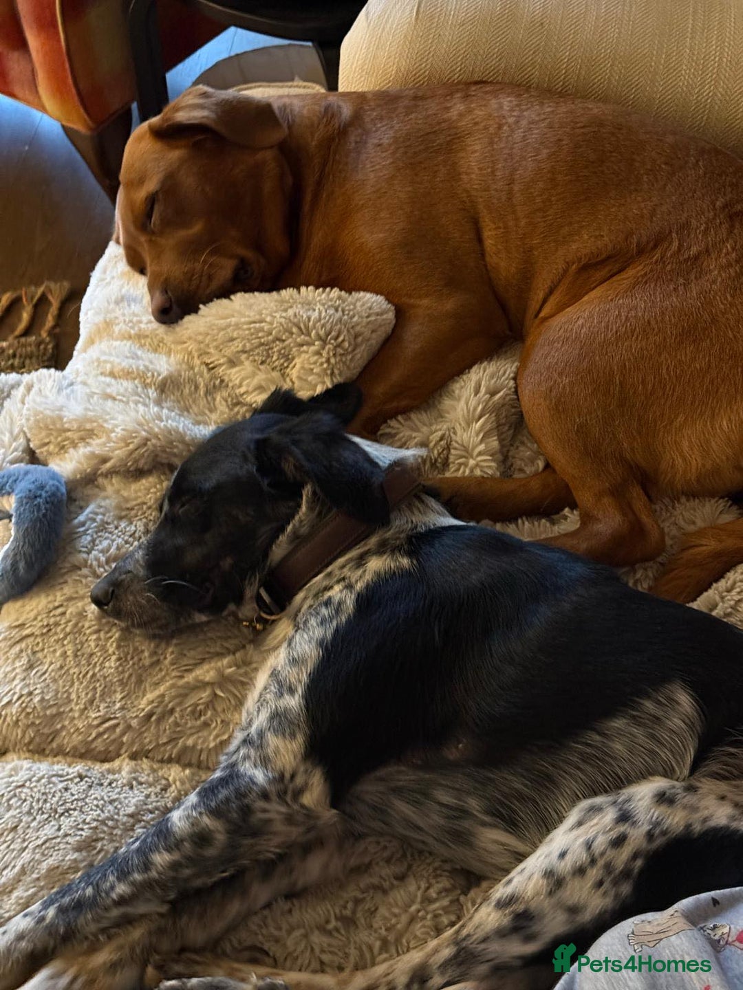 Mixed Breed dogs for adoption: Beau is looking for his forever home - Advert 5