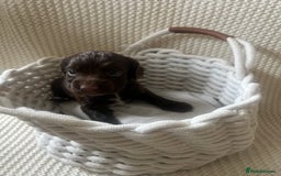 Cocker Spaniel dogs for sale: 🐾 Gorgeous working Cocker Spaniel puppies 🐶  - Image 2