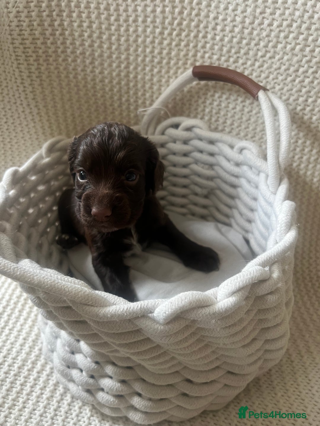 Cocker Spaniel dogs for sale: 🐾 Gorgeous working Cocker Spaniel puppies 🐶  - Image 2