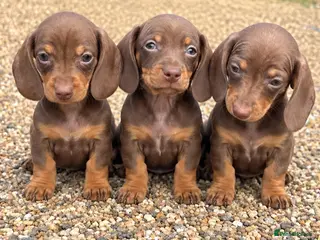 Miniature Dachshund dogs 4 girls - Advert 3