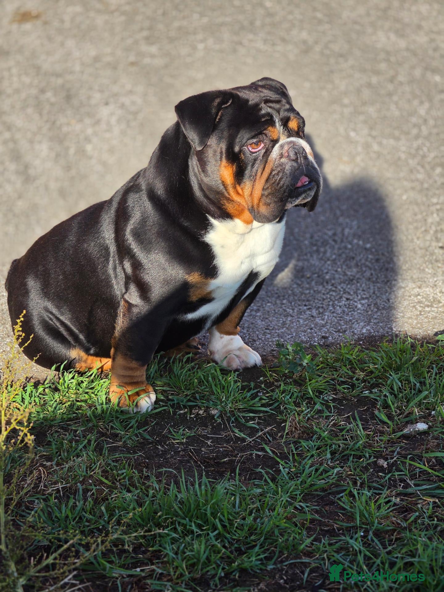 English Bulldog dogs KC BRITISH BULLDOG FOR STUD - Advert 6