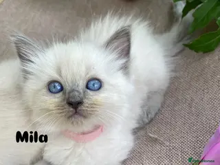 Ragdoll cats Ragdoll Kittens - Advert 8