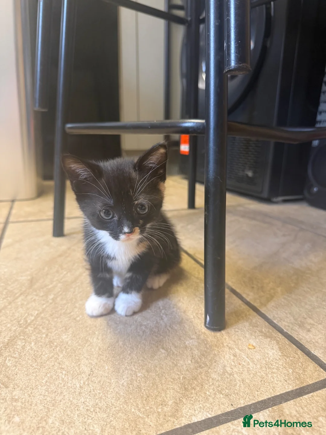 Mixed Breed cats for sale: Calico male kitten - Advert 1