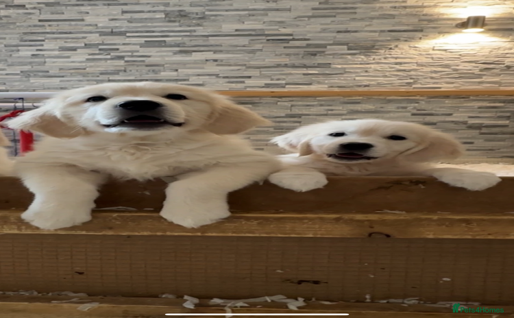 Golden Retriever dogs in Blackpool - Advert 2