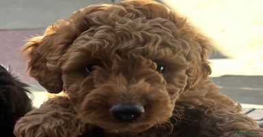 Mixed Breed dogs - Advert 12