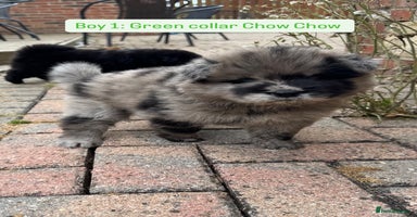 Chow Chow dogs - Advert 5