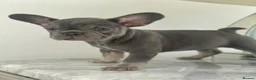 French Bulldog dogs for sale: Ready Now french bulldog puppies - Advert 3