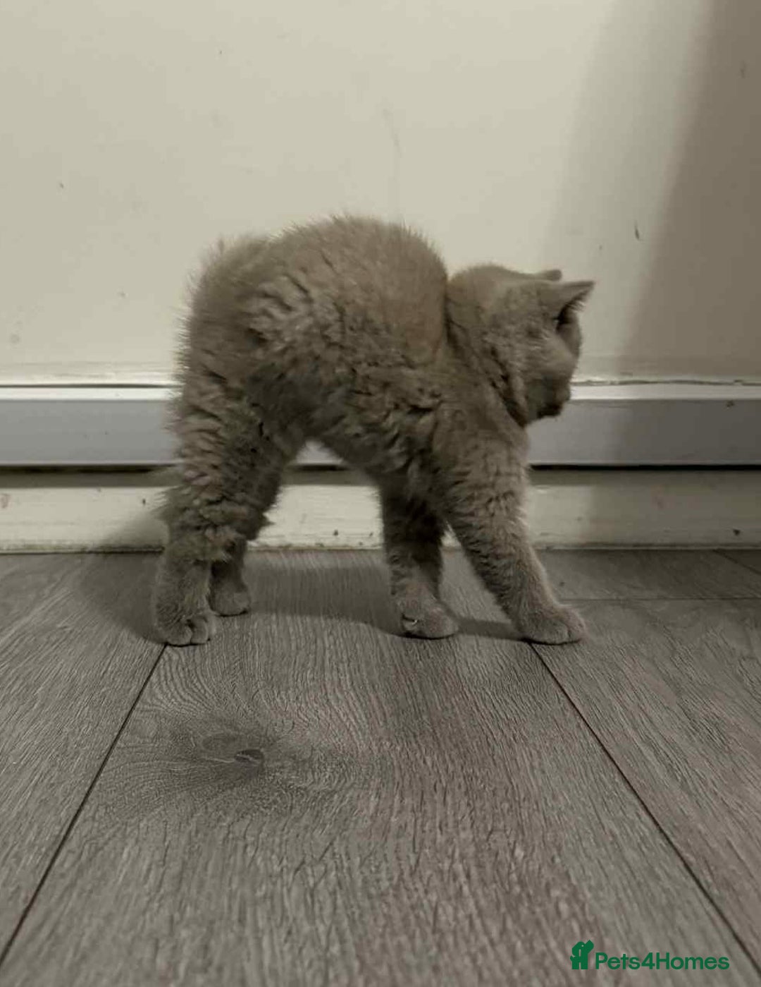 British Shorthair cats for sale: Wonderful, fluffy kittens - Advert 15