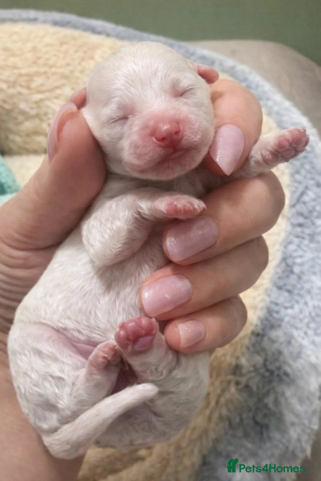 Bichon Frise dogs for sale: Beautiful bichon frisee puppies - Advert 7