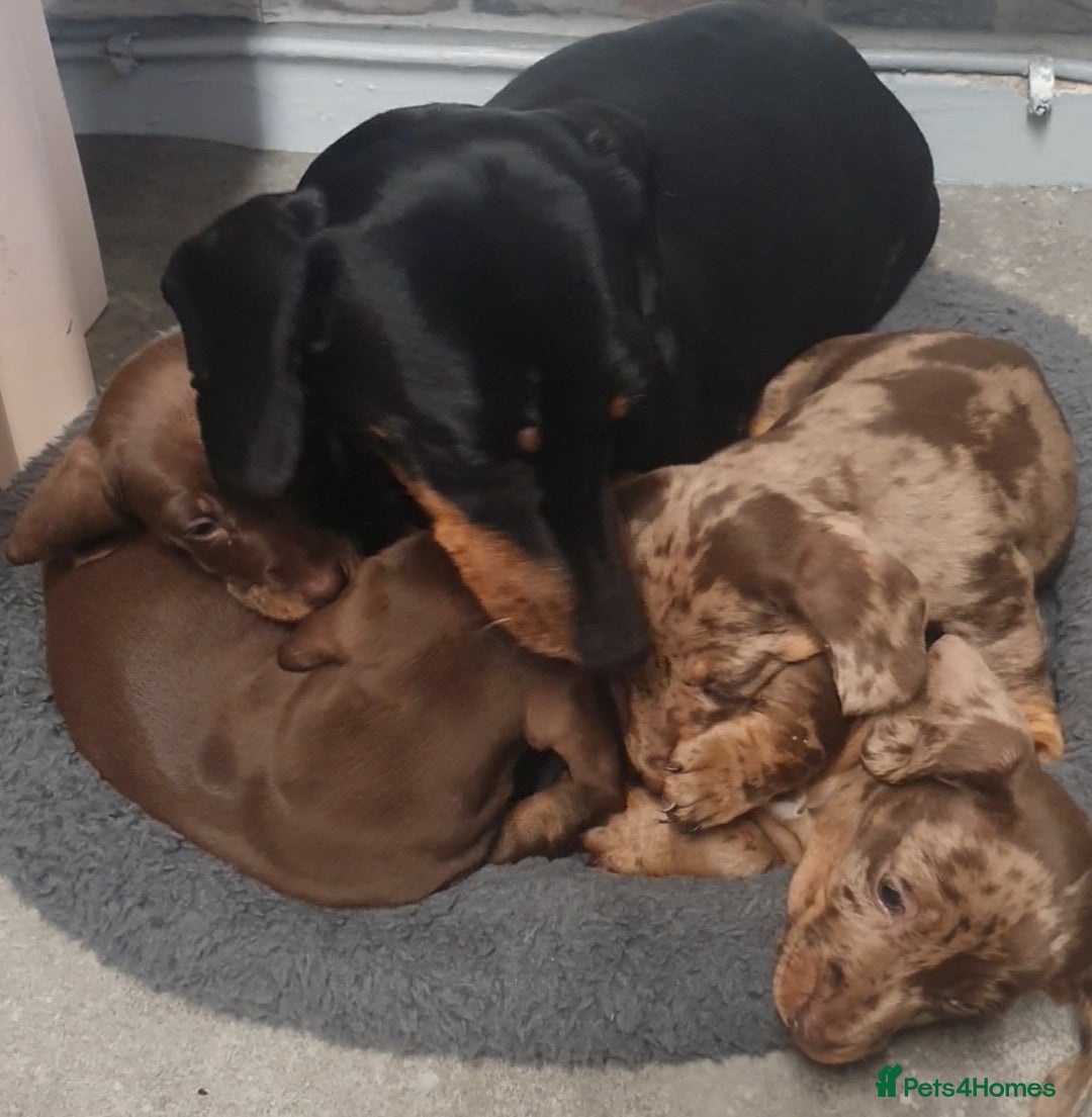 Miniature Dachshund dogs for sale: Miniature  dachshunds  - Advert 1