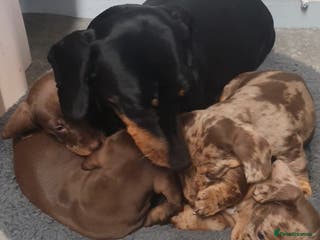 Miniature Dachshund dogs Miniature dachshunds - Advert 15