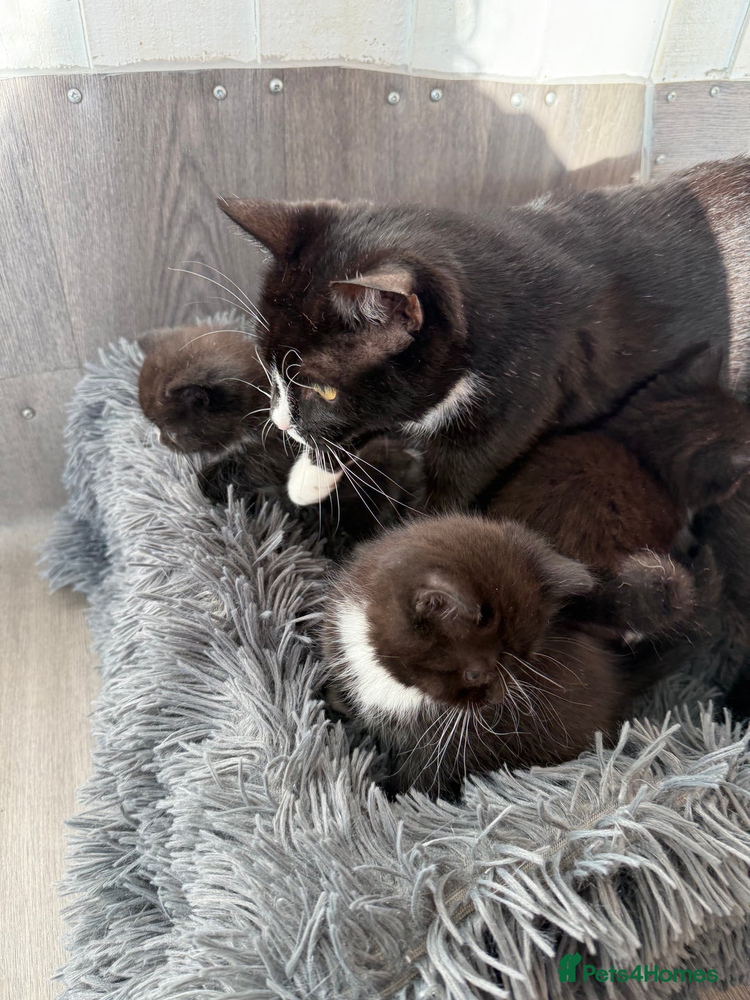 Mixed Breed cats for sale: 5 Beautiful kittens for sale  - Advert 4