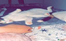 British Longhair cats for sale: Bonnie and biscuit  - Image 2
