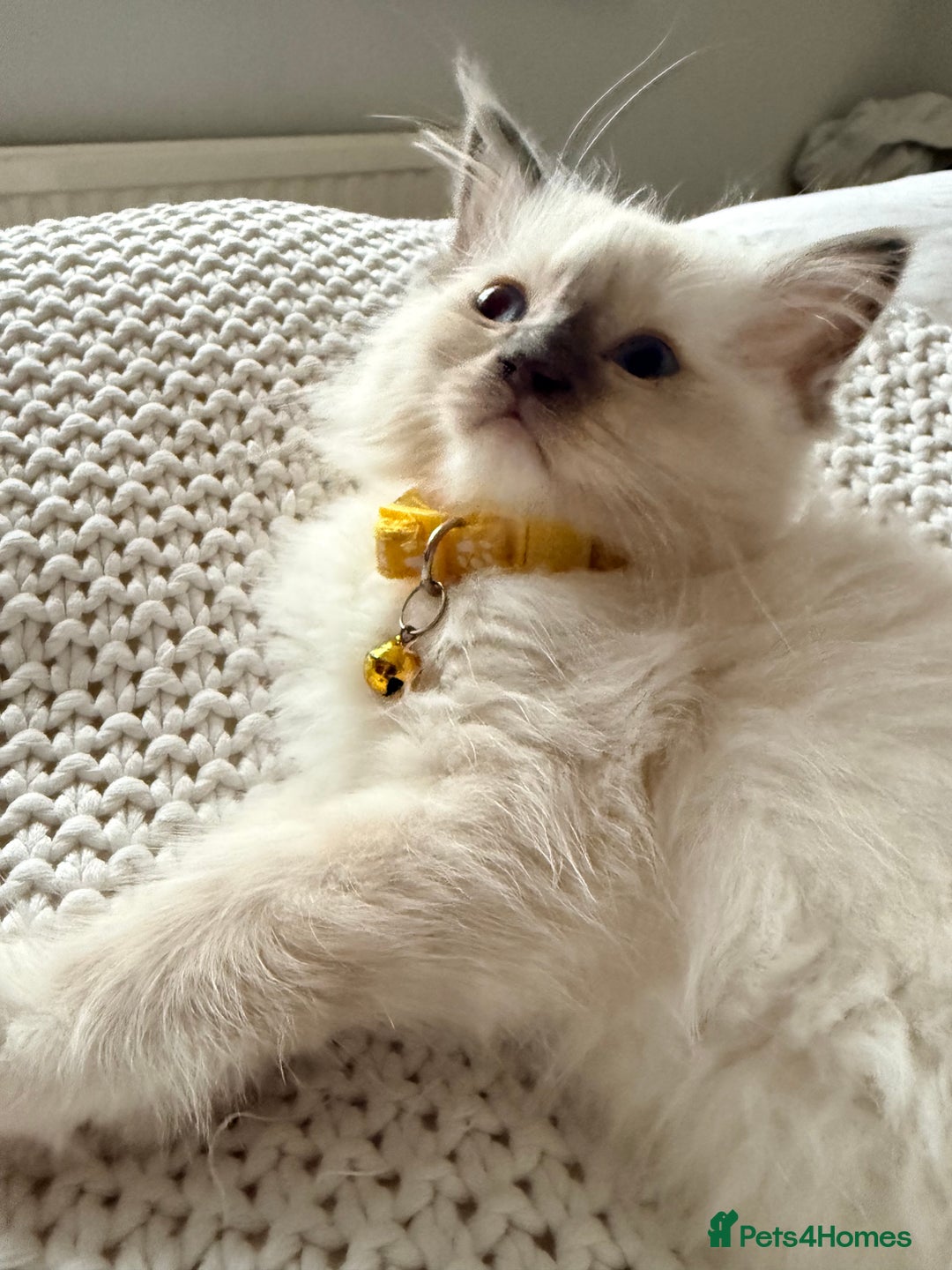 Ragdoll cats for sale: Ragdolls kittens 2 girls & 3 boys  - Image 20
