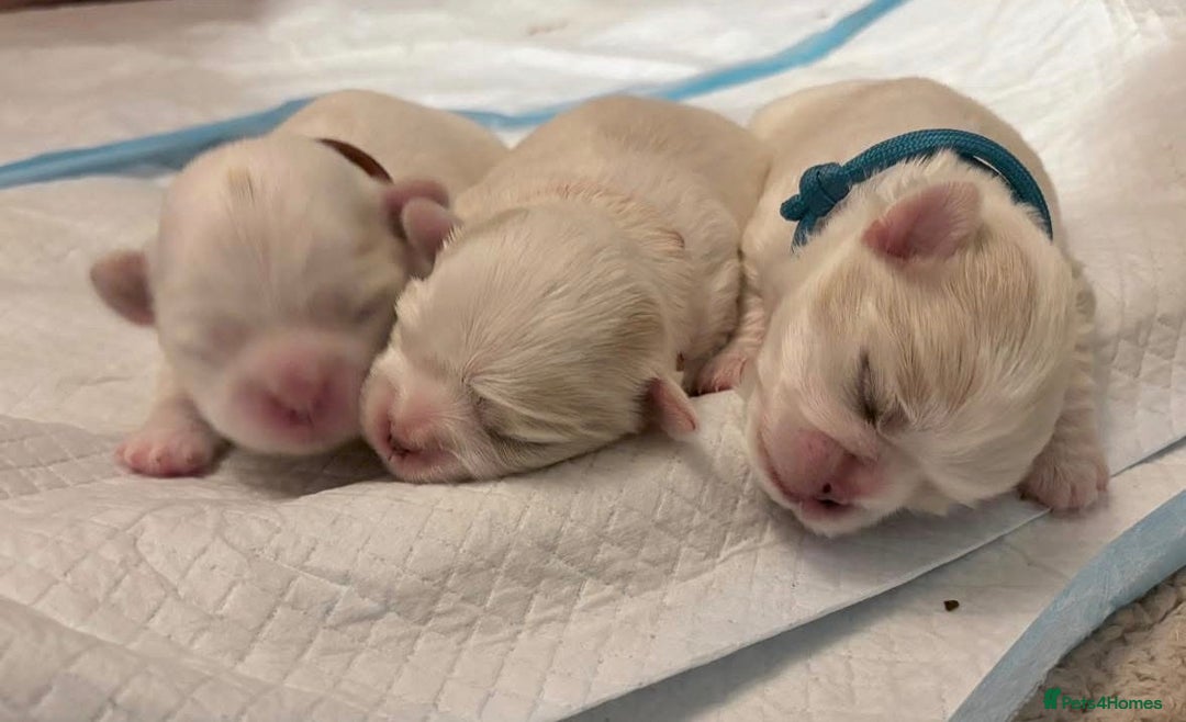 Malshi dogs for sale: 🐶 Adorable Maltese–Shih Tzu Puppies for Sale - Advert 3